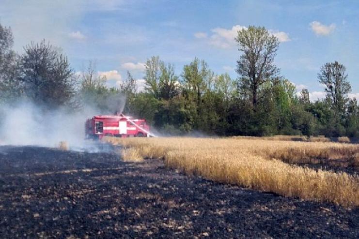 На Одещині згоріло поле з пшеницею